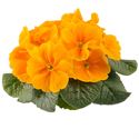 Afbeelding van Primula P10.5 Kleurtonend Orange